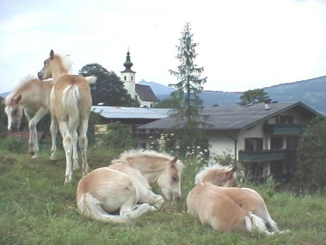Campingplatz Torrenerhof Golling an der Salzach Esterno foto